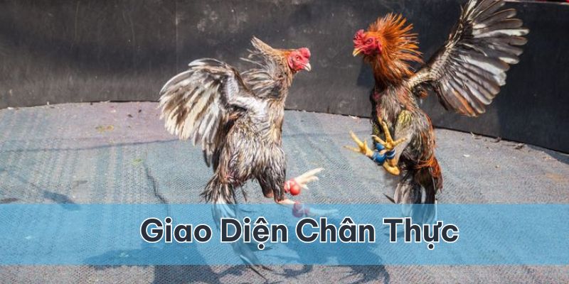 Những ưu điểm nổi bật có mặt tại Đá gà 69VN